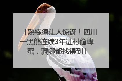 熟练得让人惊讶！四川一黑熊连续3年进村偷蜂蜜，藏哪都找得到