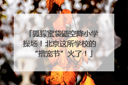 狐獴蜜袋鼯空降小学操场！北京这所学校的“撸宠节”火了！