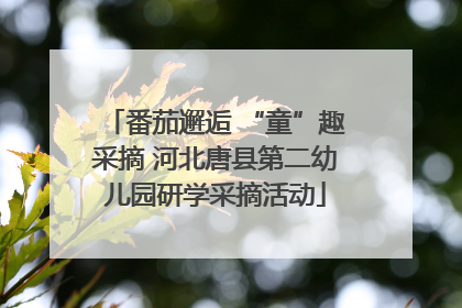 番茄邂逅 “童”趣采摘 河北唐县第二幼儿园研学采摘活动