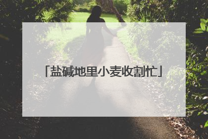 盐碱地里小麦收割忙