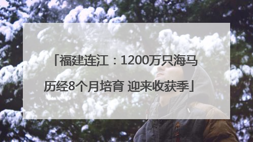 福建连江：1200万只海马历经8个月培育 迎来收获季