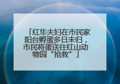 红隼夫妇在市民家阳台孵蛋多日未归，市民将蛋送往红山动物园“抢救”