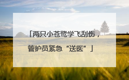 两只小苍鹭学飞刮伤，管护员紧急“送医”