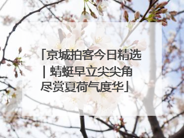京城拍客今日精选｜蜻蜓早立尖尖角 尽赏夏荷气度华