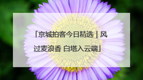 京城拍客今日精选｜风过麦浪香 白塔入云端