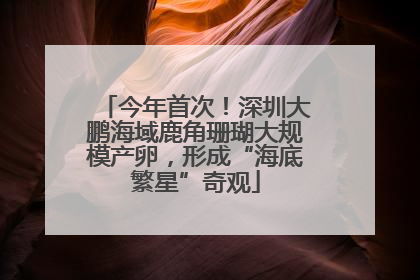 今年首次！深圳大鹏海域鹿角珊瑚大规模产卵，形成“海底繁星”奇观