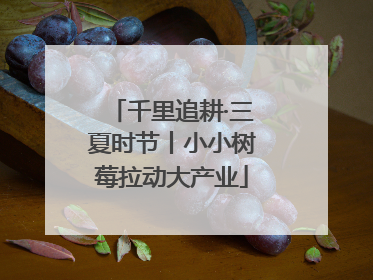 千里追耕·三夏时节丨小小树莓拉动大产业