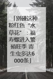 别碰这种粉红色“水草花”：福寿螺进入繁殖旺季 寄生虫多达6000条