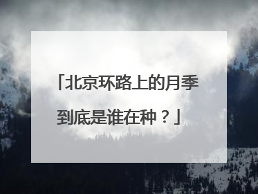 北京环路上的月季到底是谁在种？