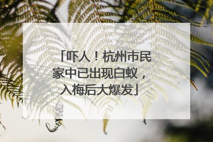 吓人！杭州市民家中已出现白蚁，入梅后大爆发