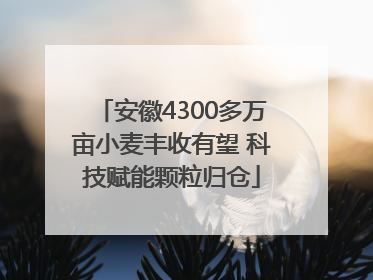 安徽4300多万亩小麦丰收有望 科技赋能颗粒归仓