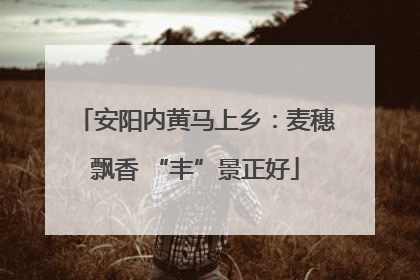 安阳内黄马上乡：麦穗飘香 “丰”景正好