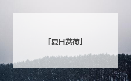 夏日赏荷
