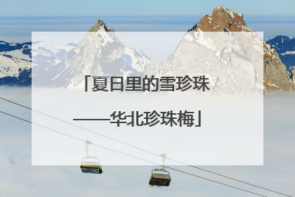 夏日里的雪珍珠——华北珍珠梅