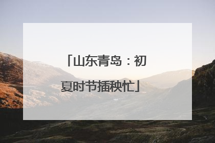 山东青岛：初夏时节插秧忙