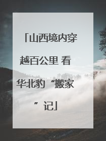 山西境内穿越百公里 看华北豹“搬家”记