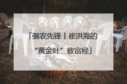 强农先锋丨崔洪海的“黄金叶”致富经