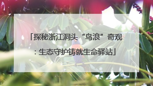 探秘浙江洞头“鸟浪”奇观：生态守护铸就生命驿站