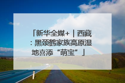 新华全媒+｜西藏：黑颈鹤家族高原湿地喜添“萌宝”