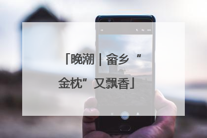 晚潮｜畲乡“金枕”又飘香