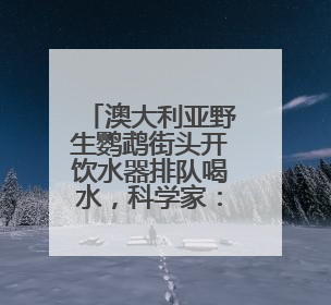 澳大利亚野生鹦鹉街头开饮水器排队喝水，科学家：成当地鸟界传统