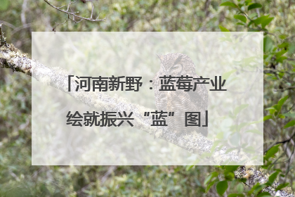 河南新野：蓝莓产业绘就振兴“蓝”图