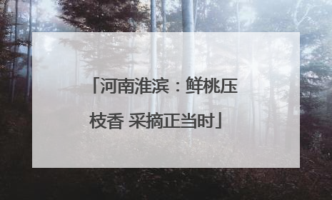 河南淮滨：鲜桃压枝香 采摘正当时
