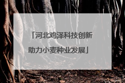 河北鸡泽科技创新助力小麦种业发展