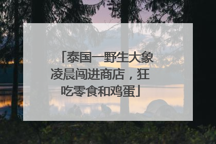 泰国一野生大象凌晨闯进商店，狂吃零食和鸡蛋