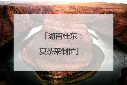 湖南桂东：夏茶采制忙