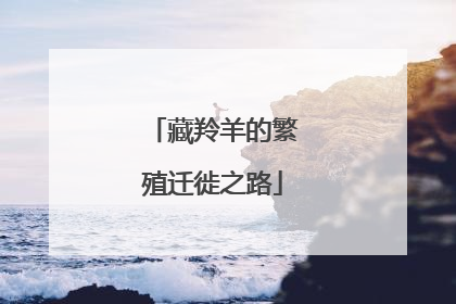 藏羚羊的繁殖迁徙之路