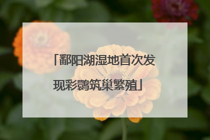 鄱阳湖湿地首次发现彩鹮筑巢繁殖