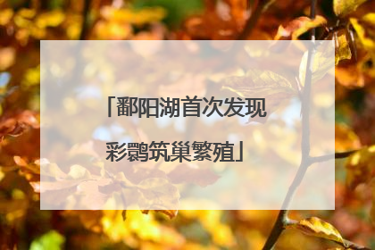 鄱阳湖首次发现彩鹮筑巢繁殖