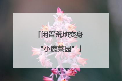 闲置荒地变身“小鹿菜园”