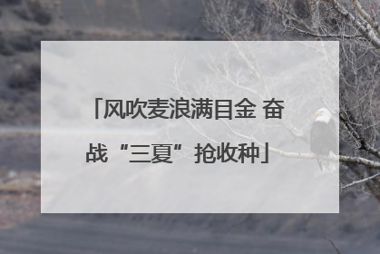 风吹麦浪满目金 奋战“三夏”抢收种