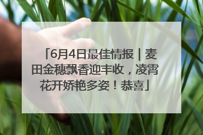 6月4日最佳情报｜麦田金穗飘香迎丰收，凌霄花开娇艳多姿！恭喜